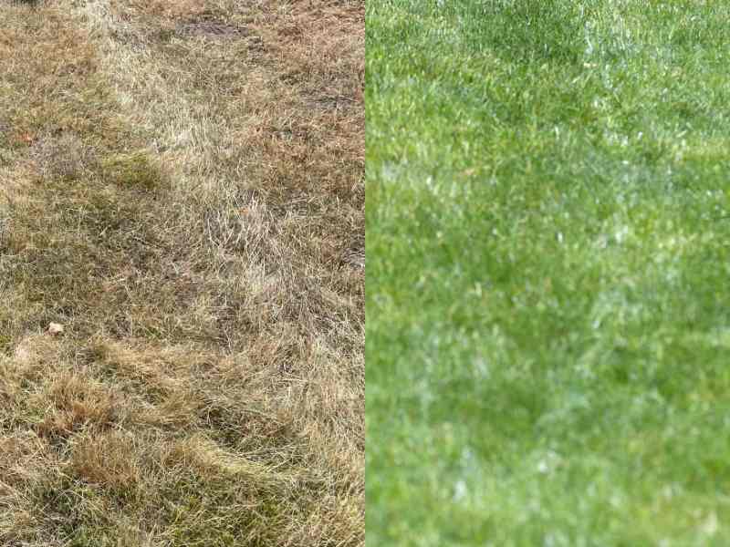 Vertrockneter Rasen durch anhaltende Trockenheit im Sommer neben einem grünen Rasen. Vorher-nachher-Bild.