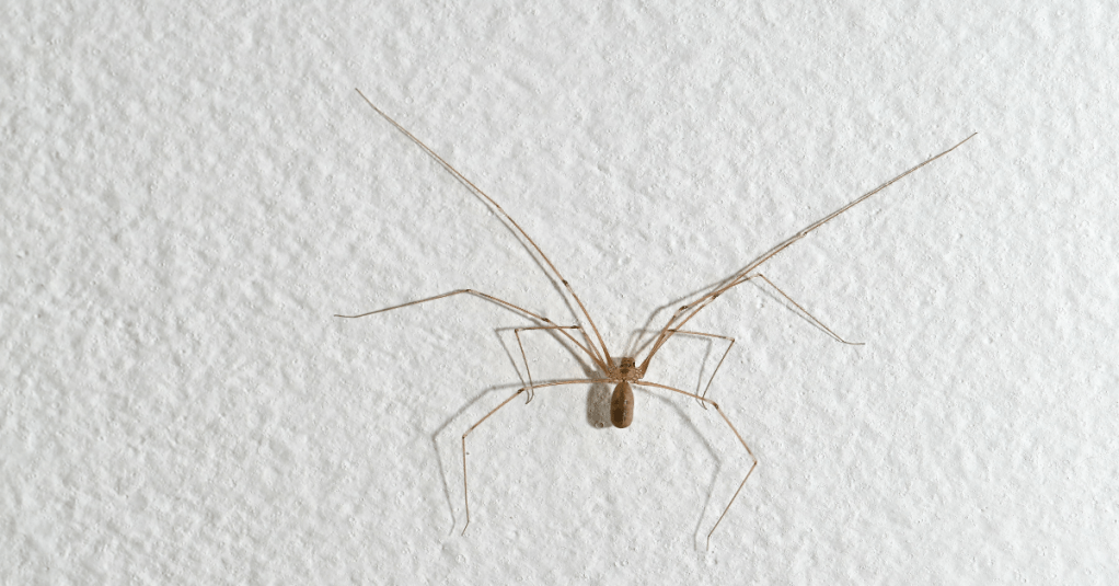 Hausspinne an einer Wand.