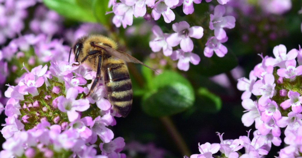 Bienenfreundliche Pflanze: Biene auf blühendem Feldthymian