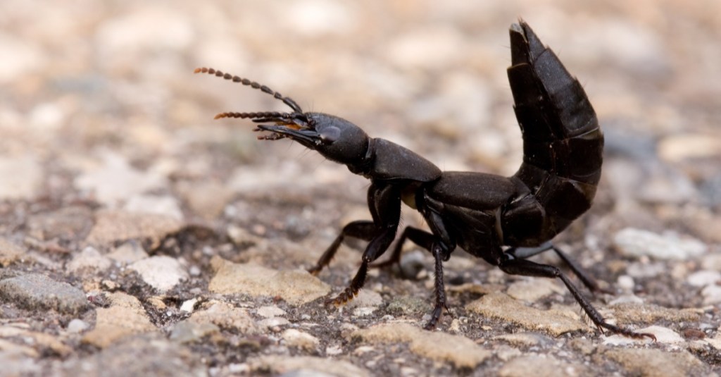 Schwarzer Moderkäfer mit hochgestelltem Hinterleib