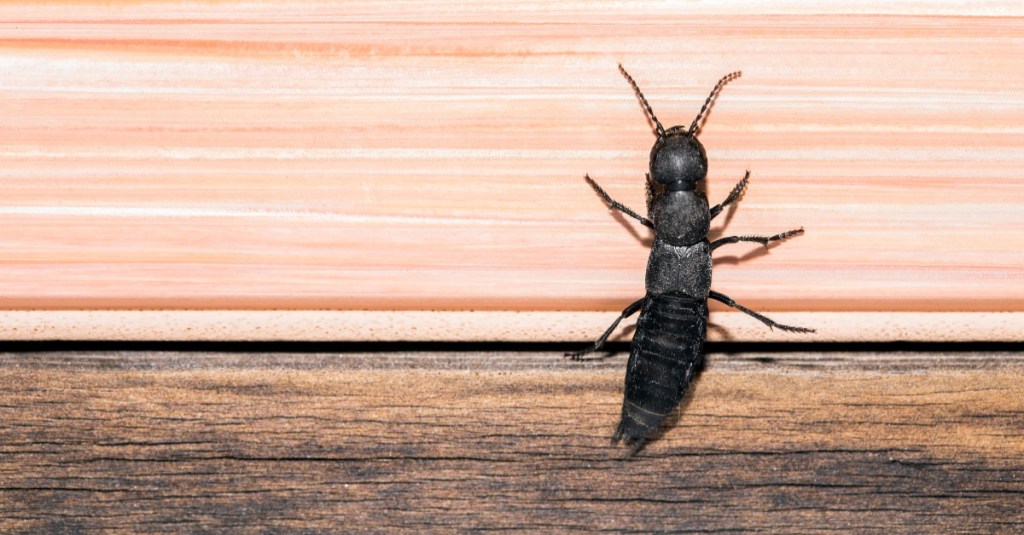 Schwarzer Moderkäfer klettert eine Wand hoch