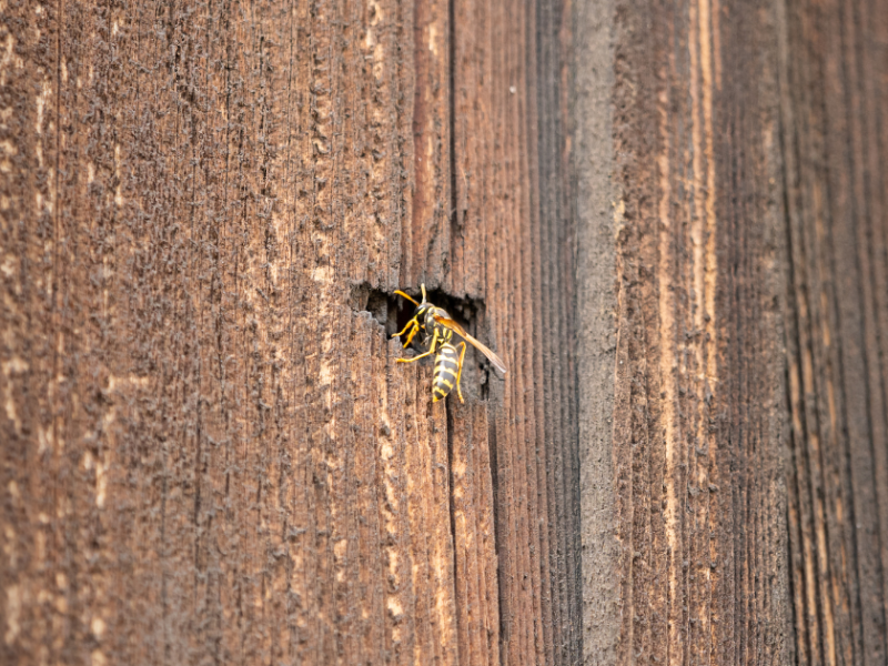 Wespe vor einem Loch im Holz.