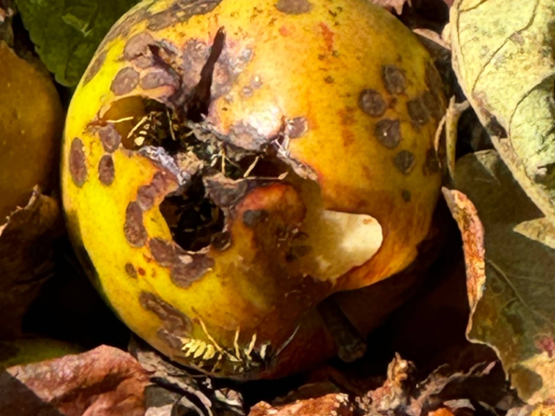 Wespen in einem Apfel.