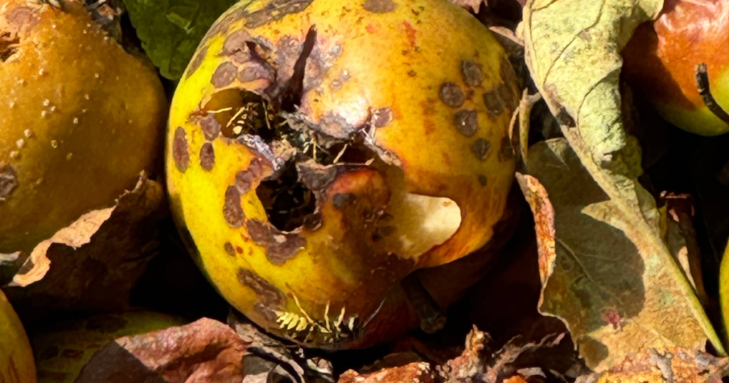 Wespen in einem Apfel.