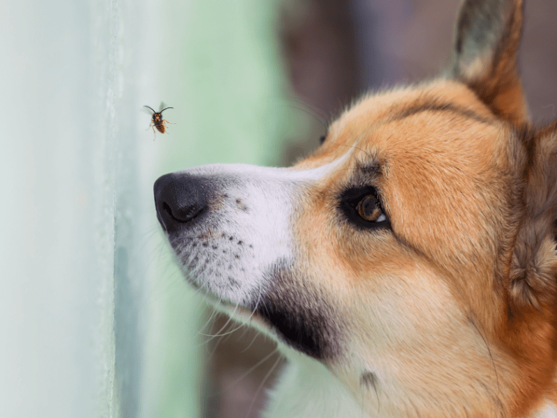 Ein Hund schaut eine Wespe an.