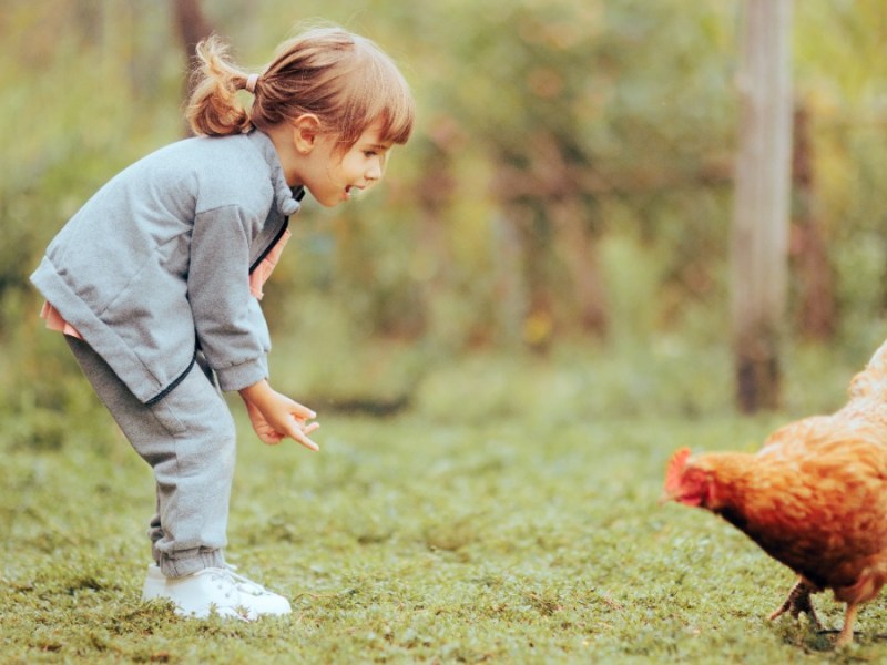 Kleines MÃ¤dchen spielt mit einem Huhn