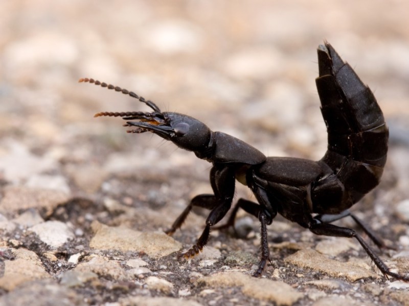 Schwarzer ModerkÃ¤fer mit hochgestelltem Hinterleib