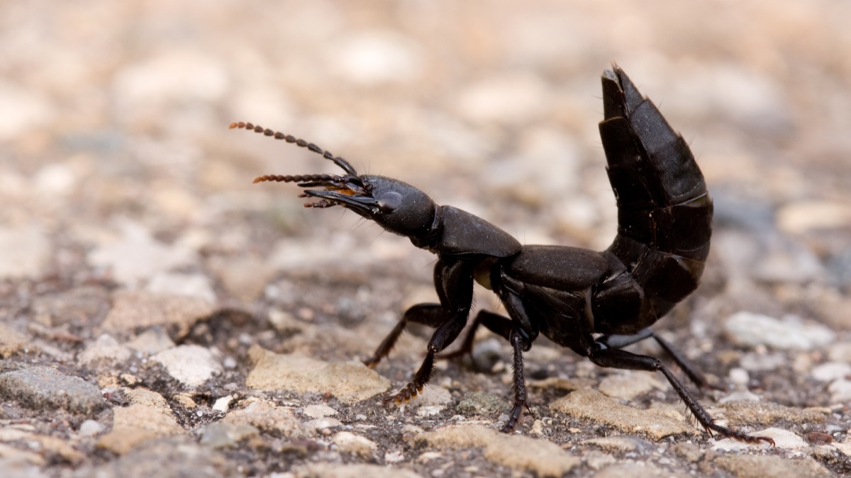 Schwarzer ModerkÃ¤fer mit hochgestelltem Hinterleib