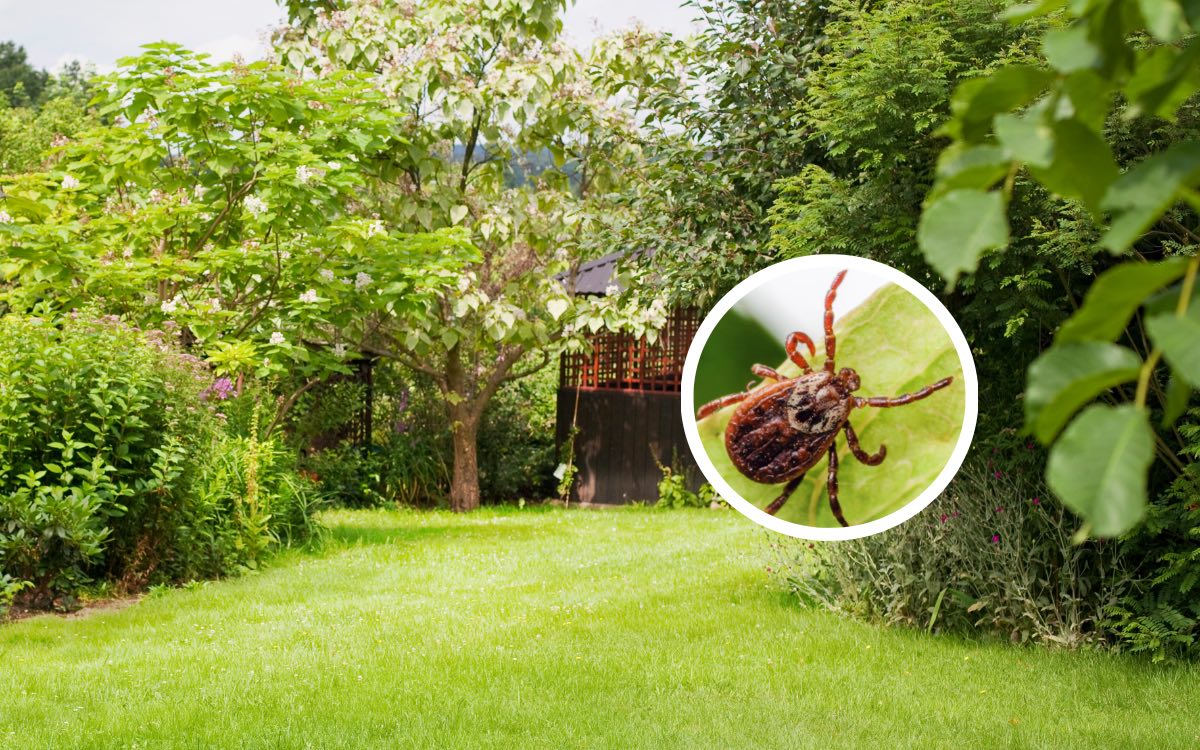 Ein Bild von einer Zecke in einem Garten.
