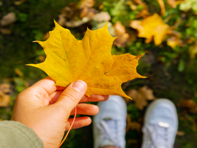 Eine Person hÃ¤lt Herbstlaub in die Kamera.