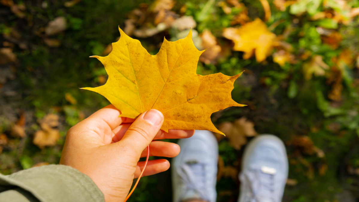 Eine Person hÃ¤lt Herbstlaub in die Kamera.