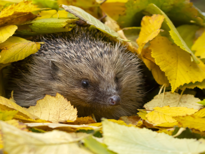 Ein Igel unter einem gelben BlÃ¤tterhaufen.