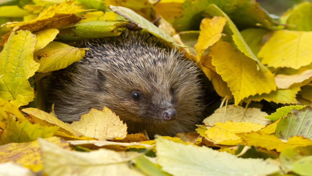 Ein Igel unter einem gelben BlÃ¤tterhaufen.