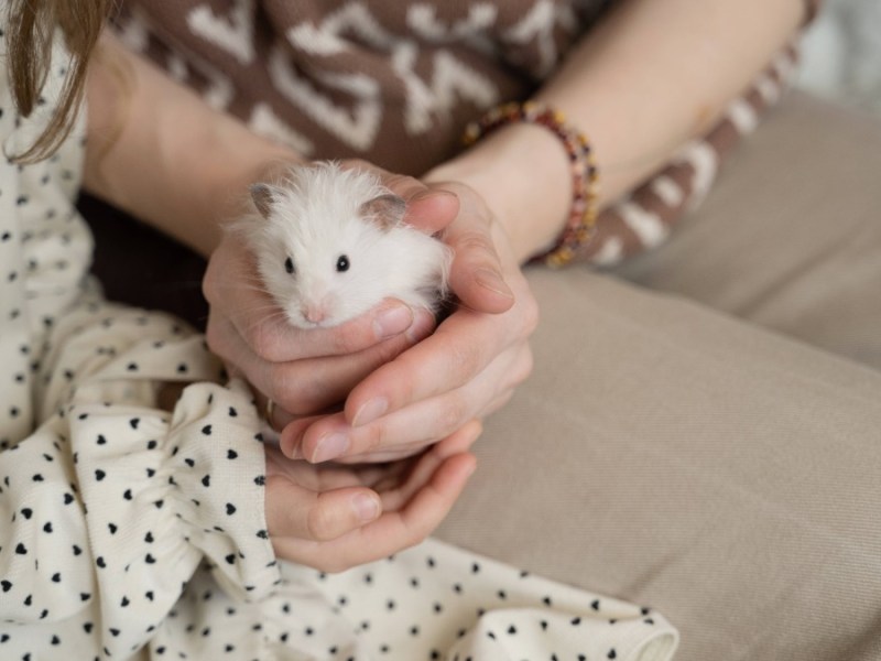 weiÃŸer Hamster wird in der Hand gehalten