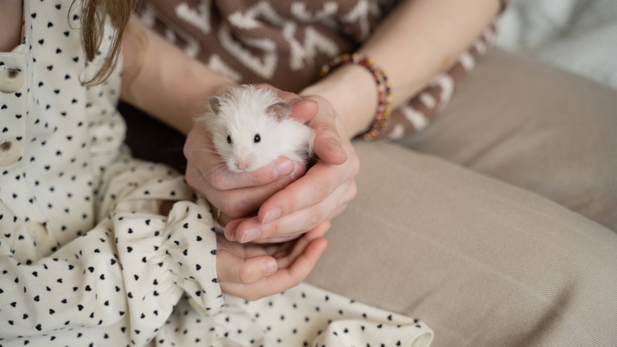 weiÃŸer Hamster wird in der Hand gehalten