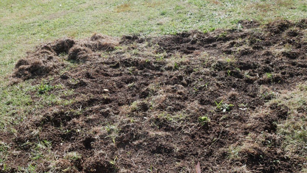 Wildschweine haben Rasen umgegraben.