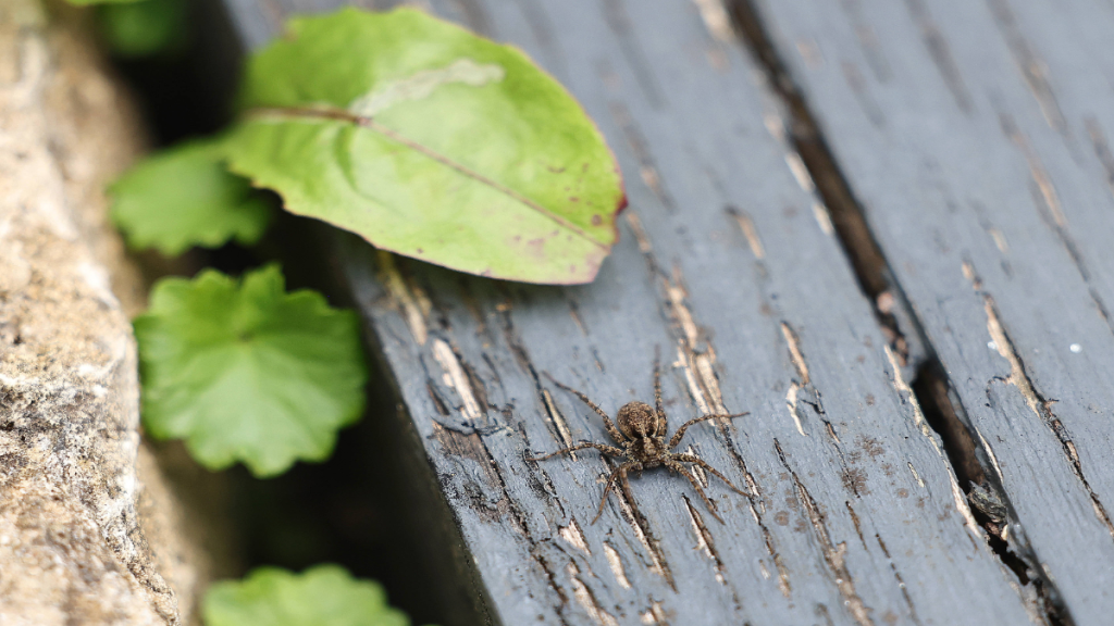 Eine kleine Spinne auf einer Parkbank.