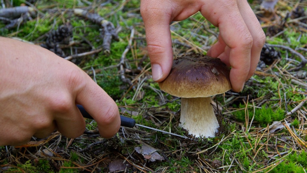 Pilzsammler schneidet einen Steinpilz ab.