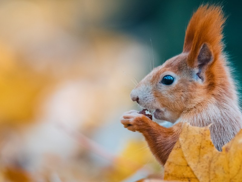 rotes EichhÃ¶rnchen im Seitenprofil