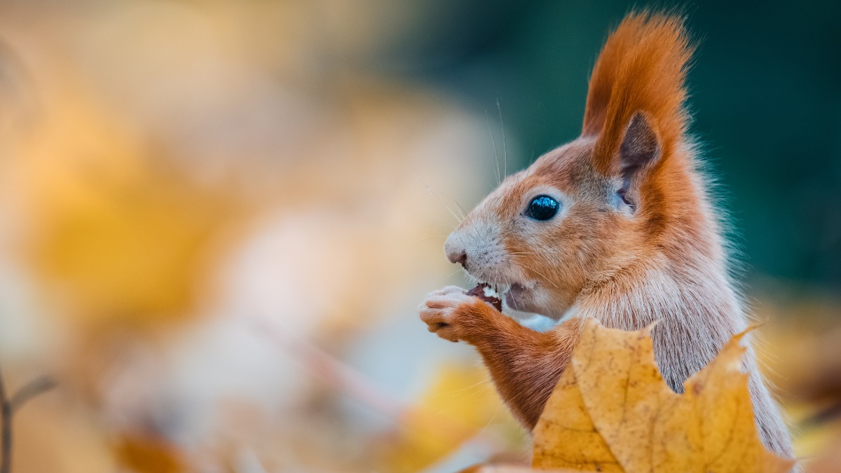 rotes EichhÃ¶rnchen im Seitenprofil