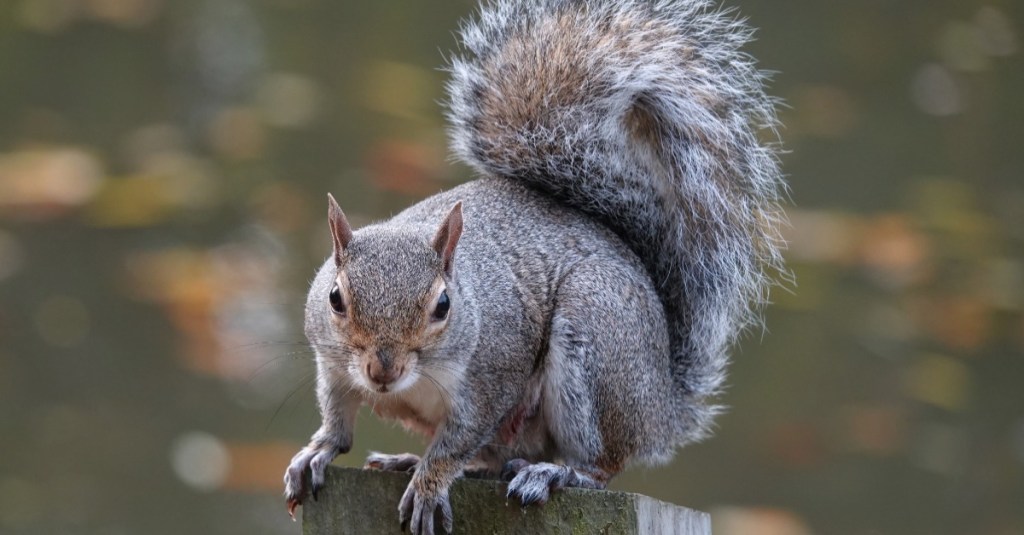 ein Grauhörnchen aus Nordamerika