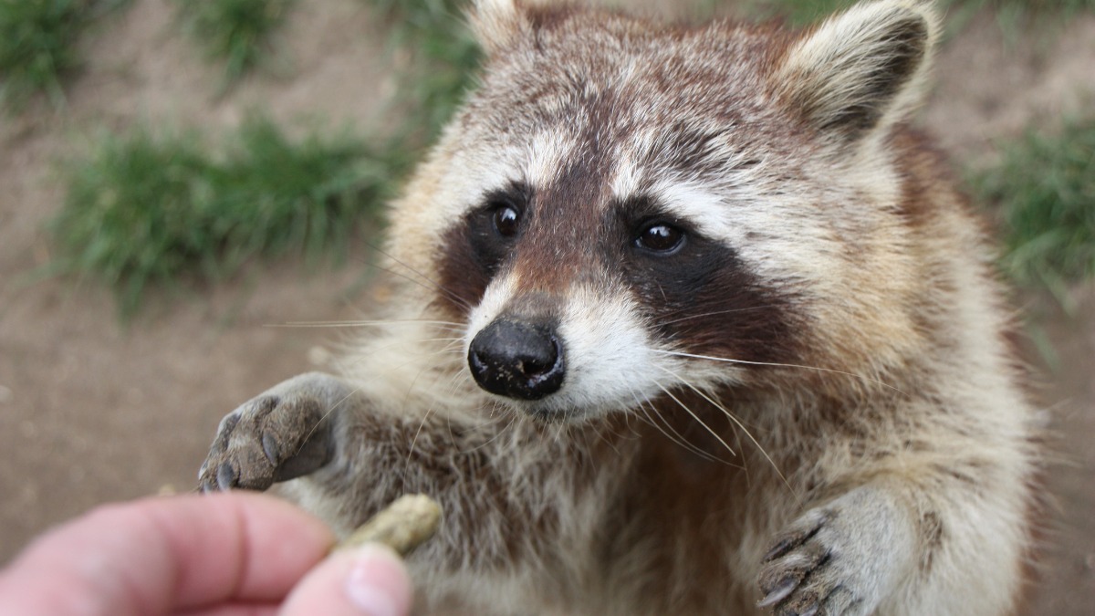 ein Waschbär nimmt Futter aus einer Hand