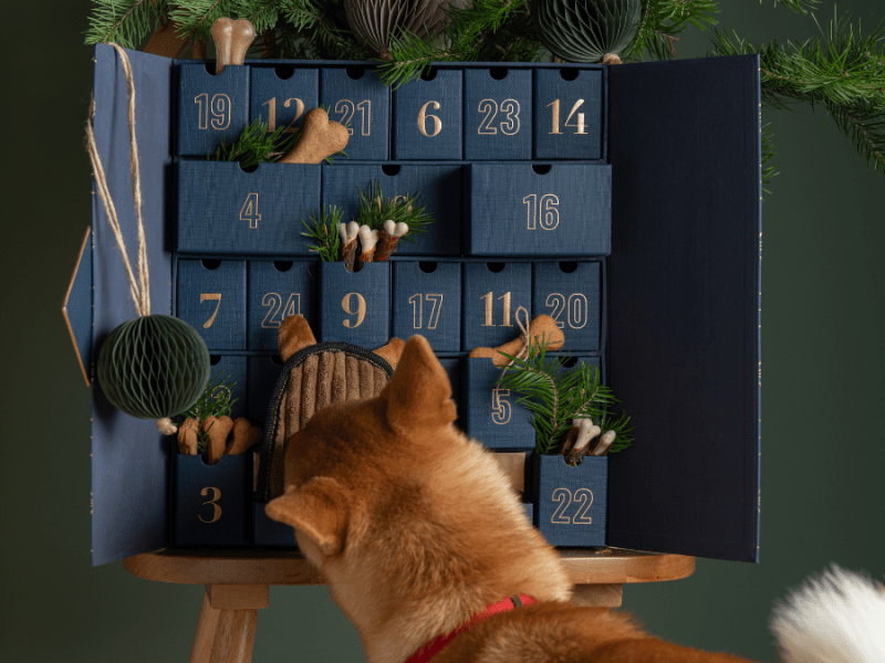 Hund schnuppert am Hunde-Adventskalender