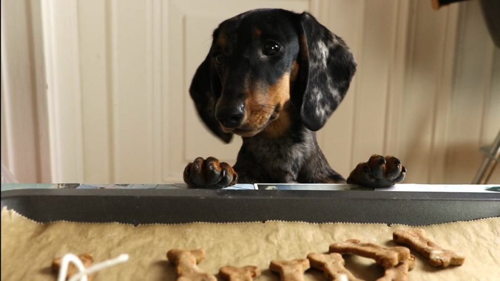 Ein Dackel schaut auf ein Blech mit frisch gebackenen Hundekeksen.