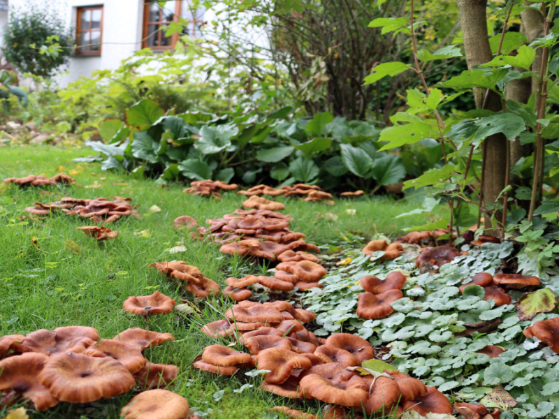 Viele Pilze wachsen auf dem Rasen eines Gartens.