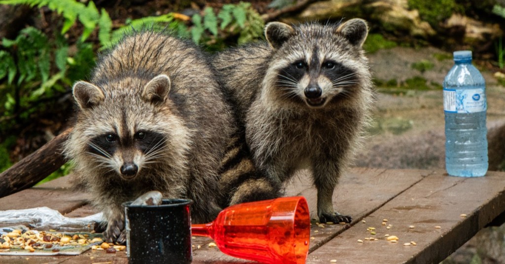 zwei Waschbären erobern einen Picknicktisch