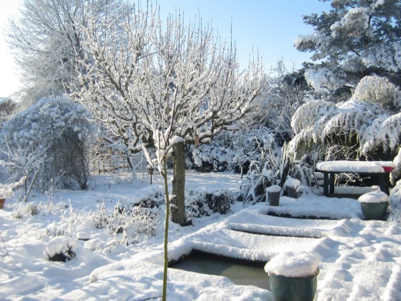 Rasen im Winter: Ein Garten ist von einer dicken Schneeschicht bedeckt