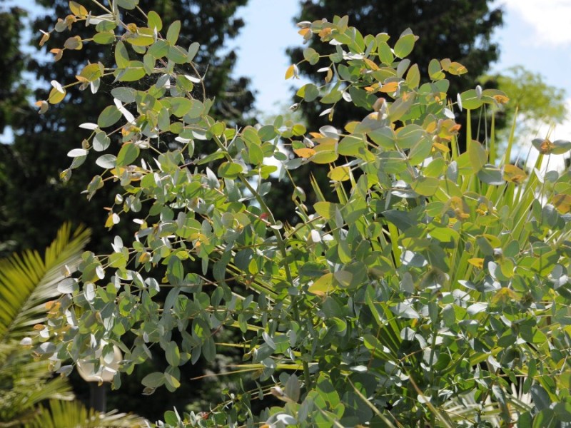 Eukalyptus Pflege: ein Eukalyptus gunnii wÃ¤chst im Garten