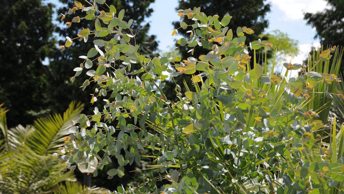 Eukalyptus Pflege: ein Eukalyptus gunnii wÃ¤chst im Garten