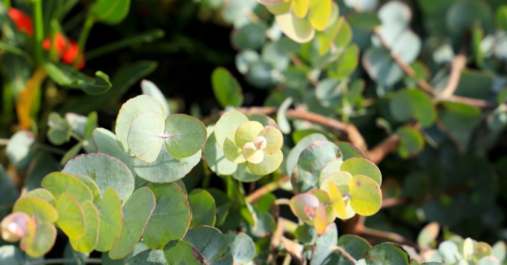 Eukalyptus Pflege: Eukalyptus gunnii in einem Garten