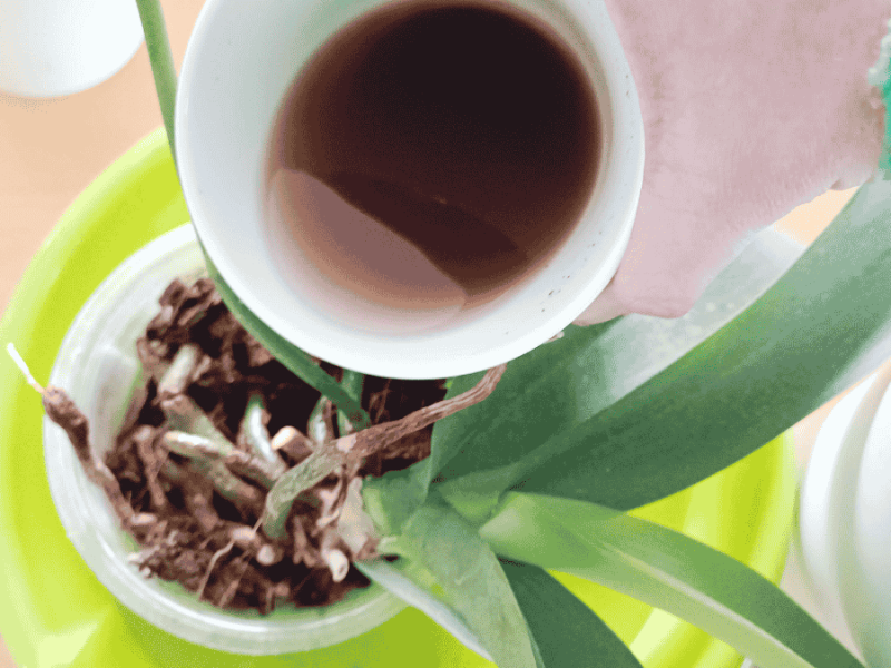 Der Geheimtipp für prachtvolle Blüten: Orchideen düngen mit Kaffee