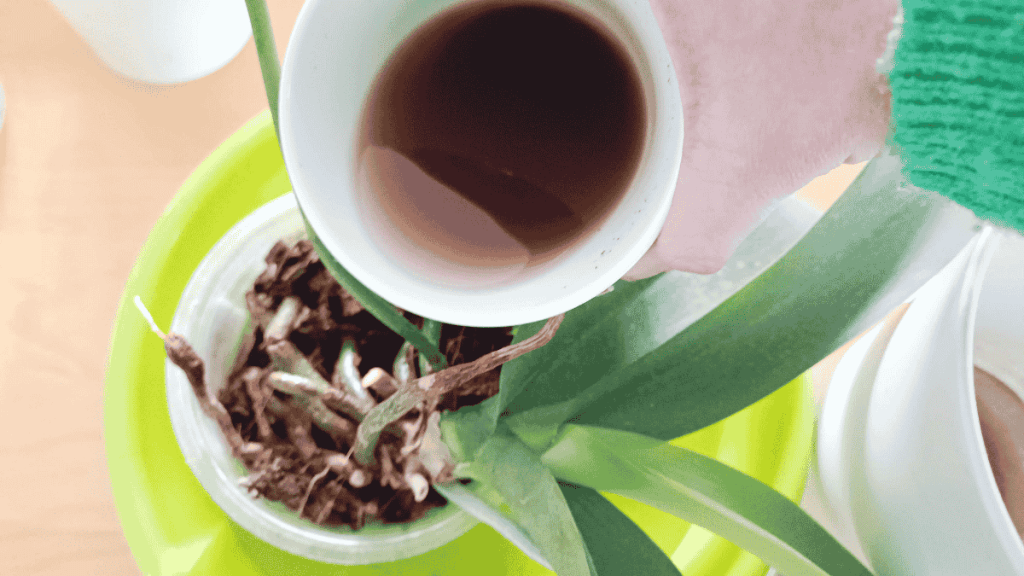 Der Geheimtipp fÃ¼r prachtvolle BlÃ¼ten: Orchideen dÃ¼ngen mit Kaffee