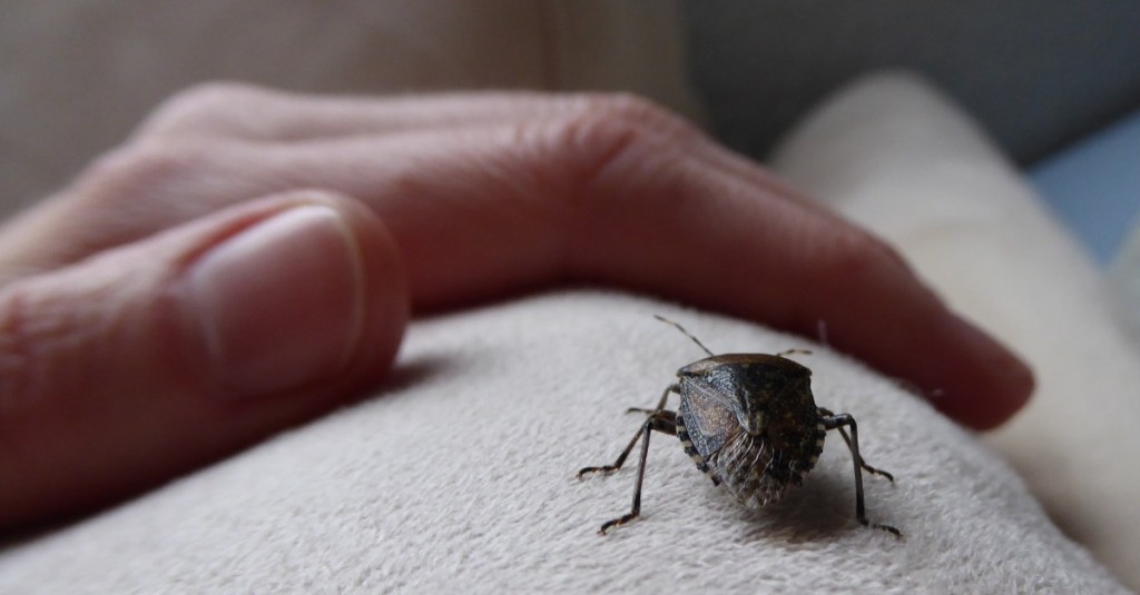 Stinkwanzen bekämpfen: eine Stinkwanze krabbelt auf einem Sofa entlang