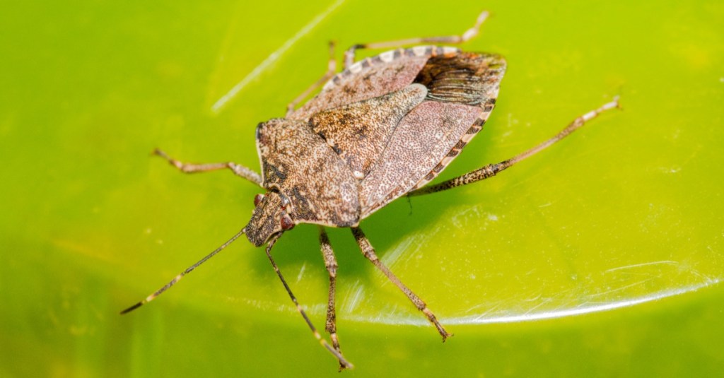 Stinkwanzen bekämpfen: eine Stinkwanze auf einem grünen Blatt