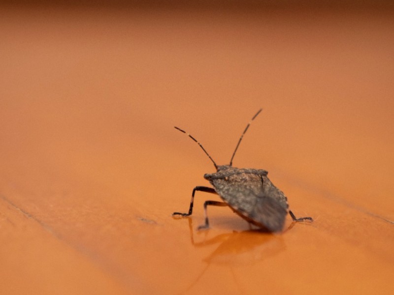 Stinkwanzen bekÃ¤mpfen: eine Stinkwanze krabbelt Ã¼ber einen orangen Boden