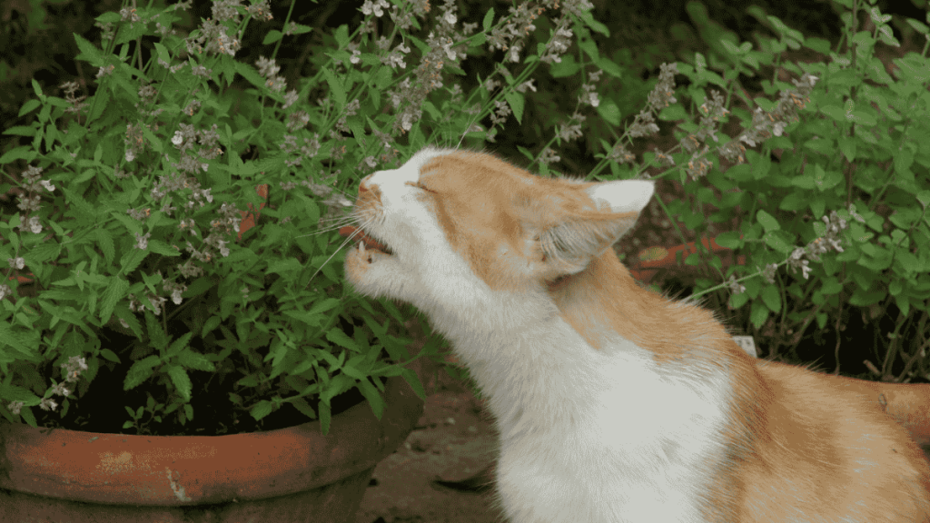 Katze leckt an der Katzenminze