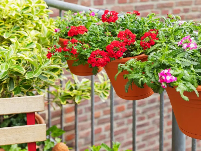 Blumen auf einem Balkon