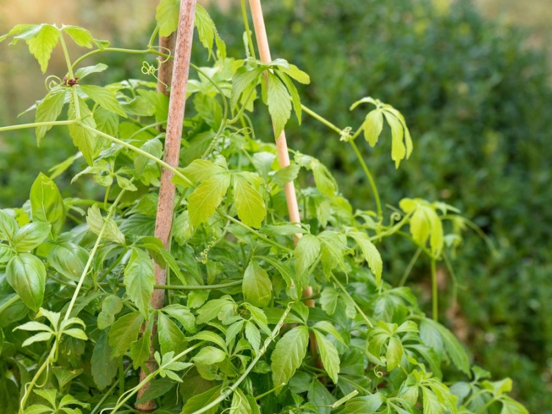 Kraut der Unsterblichkeit (Jiaogulan) wächst in einem Garten.