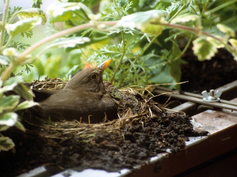 Ein Vogelnest mit einem Vogel auf einem Balkon.
