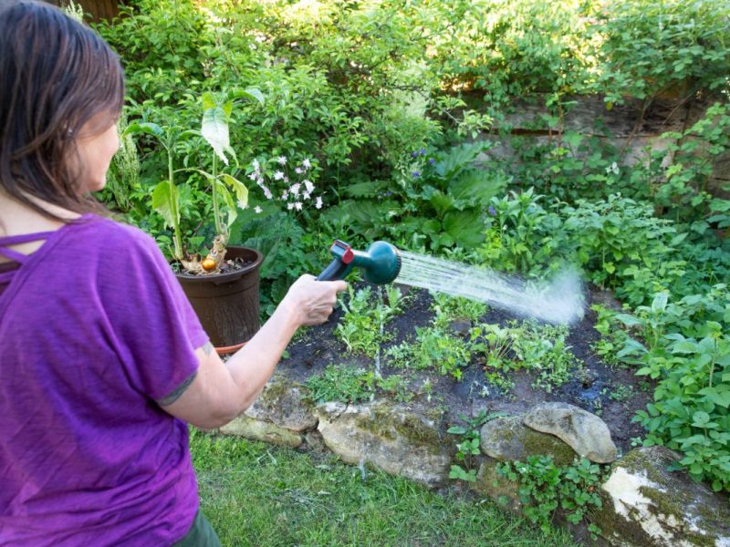 Eine Frau gießt ihren Garten mit einem Gartenschlauch.