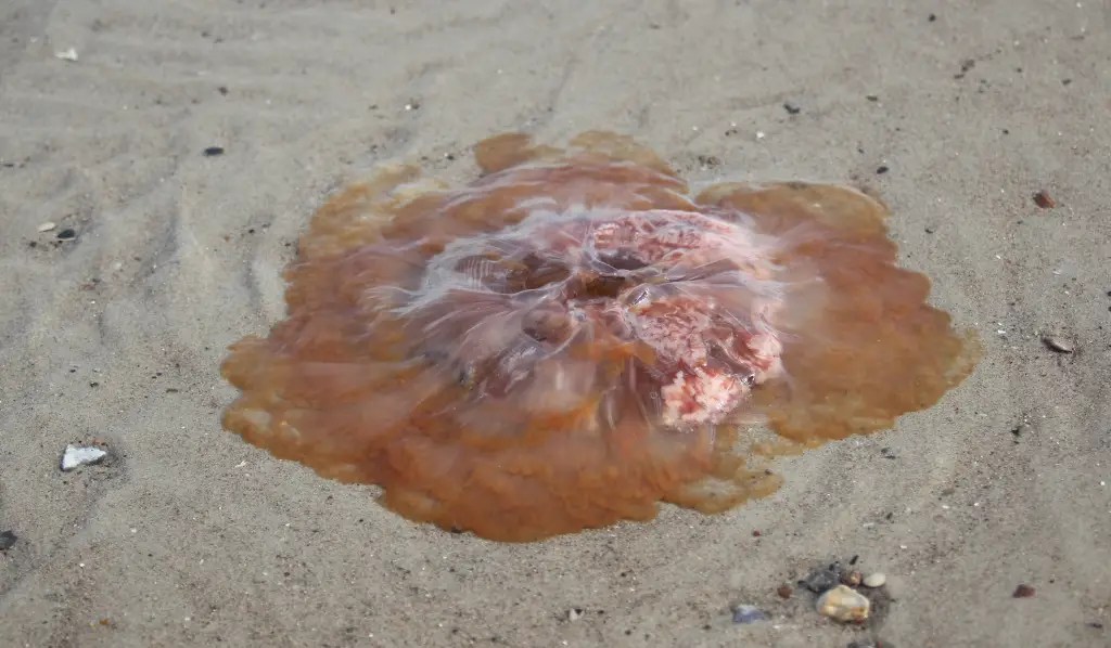 Achte auf gefährliche Lebewesen im Wasser