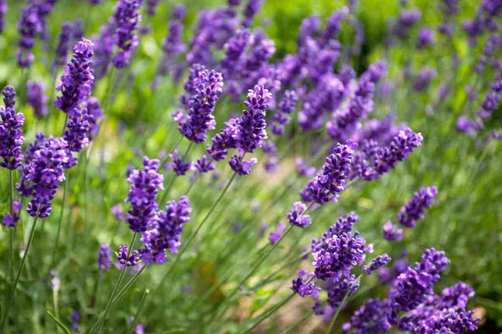 Richtig Lavendel trocknen: Ideen für Küche, Deko und DIY-Kreationen