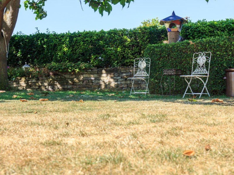 ein vertrockneter Rasen im Sommer