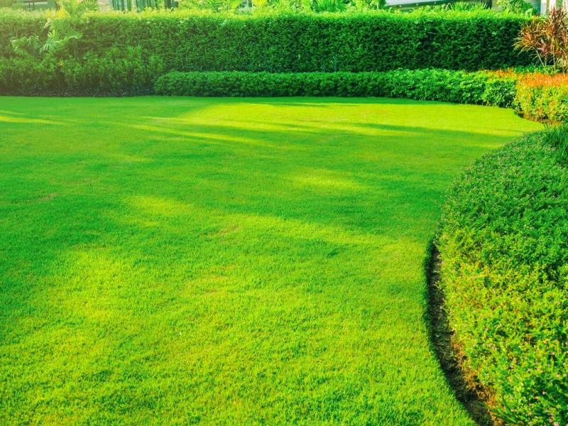 Beispiel-Bild für richtige Rasenpflege zeigt einen leuchtend grünen, gepflegten Rasen in einem Garten.