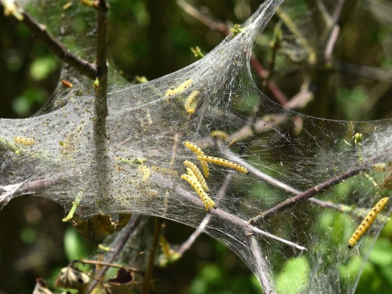 Gespinstmotte befällt einen Apfelbaum. Die gefräßigen Raupen richten großen Schaden an.
