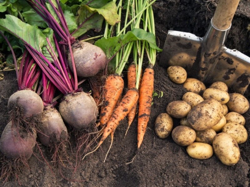 Frisch geerntete Rote Beete, Karotten und Kartoffeln.
